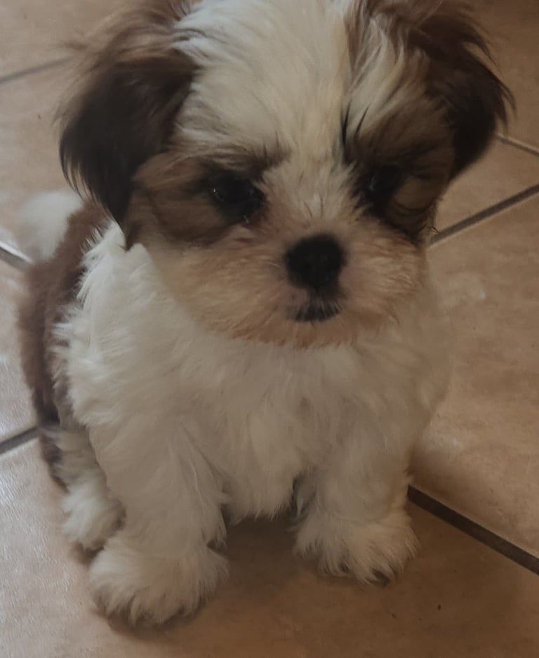 Brown and White Mal-Shi Puppy sitting on floor.