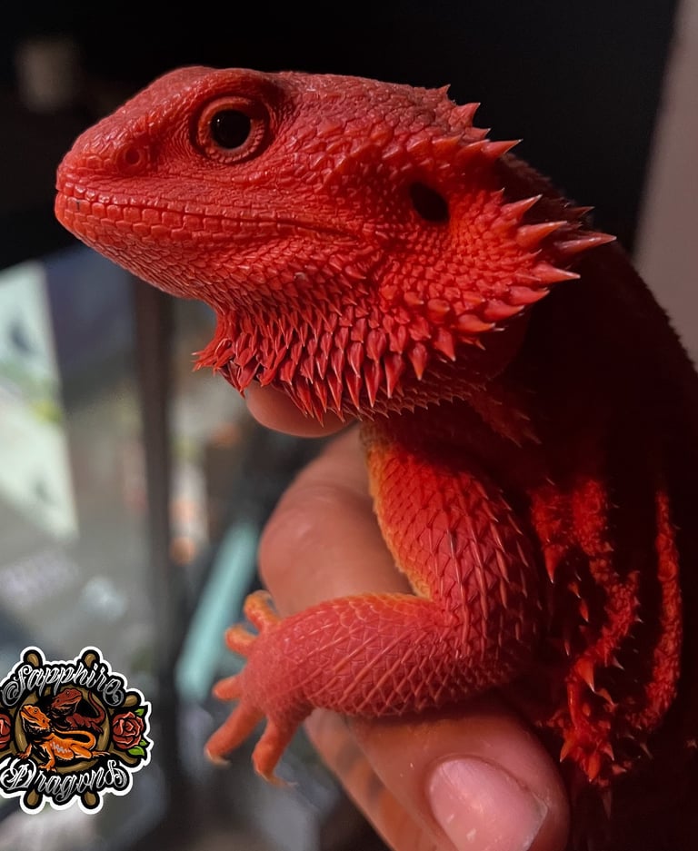 a red headed lizard lizard in a hand held by a person