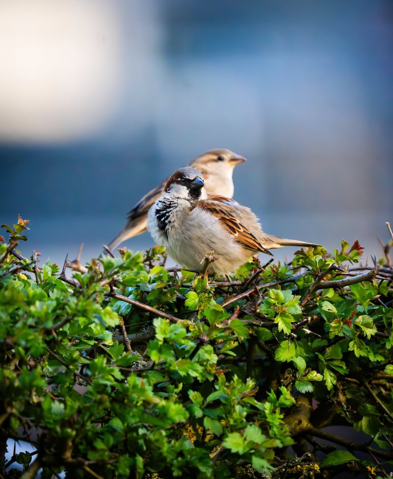 Männlicher und weiblicher Haussperling sitzen zusammen auf einer Weißdornhecke.