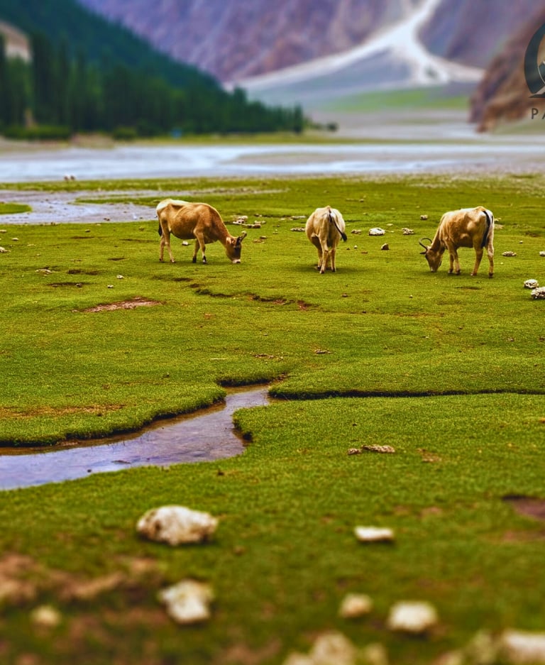 Animals grazing at deosai Pakistan 