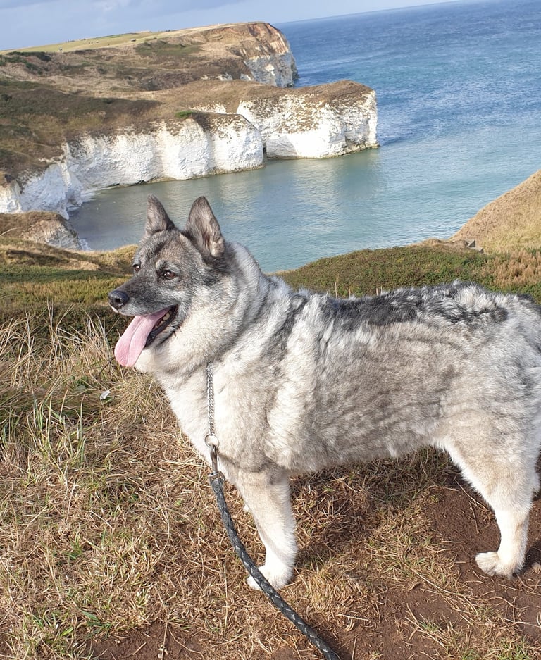 Norwegian Elkhound