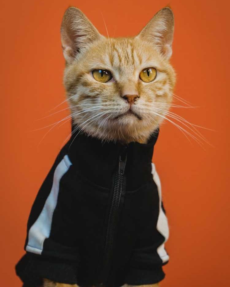 Gato atigrado con chamarra tipo sport color negro con franjas blancas con cierre sobre un fondo naranja.