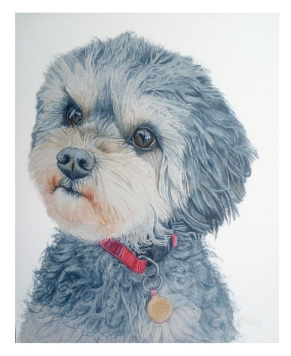 Pet Portrait Commissioned