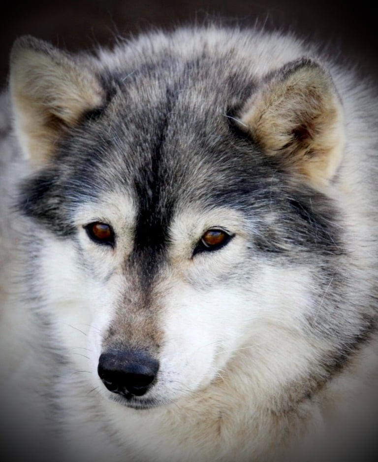 Husky-Erlebnisse, Husky-Ausfahrten, Husky-Trekkingtouren, Husky Abenteuer, Dietfurt, Bayern