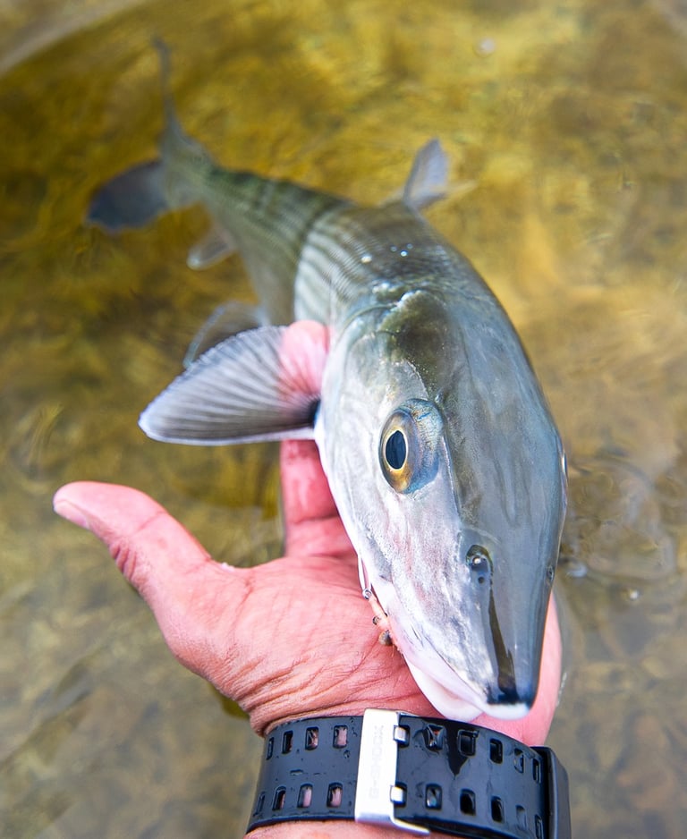 Small bonefish wading