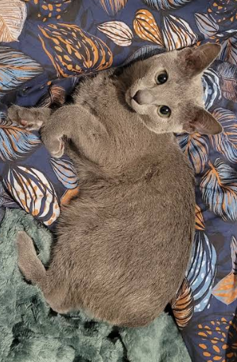 avis de Claire sur Google photo de son chaton Astro