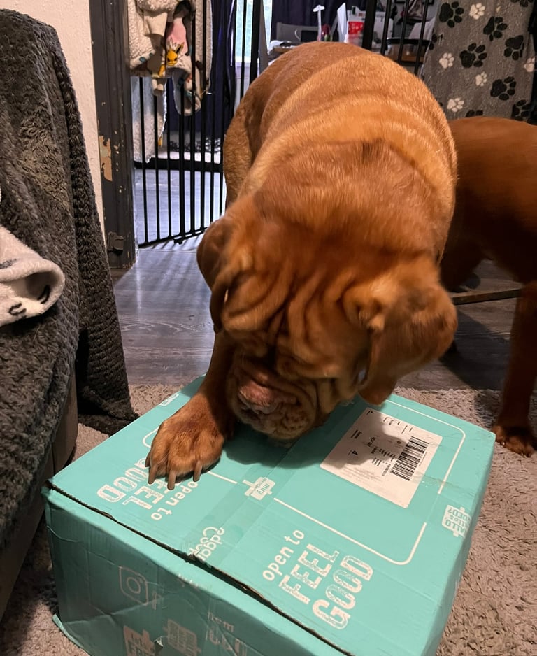Lilou the Dogue de Bordeaux sniffing the Edgard & Cooper box with interest