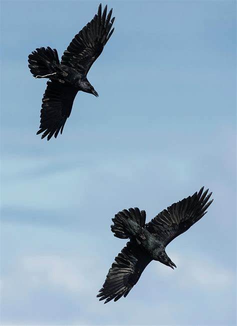 A pair of ravens in flight