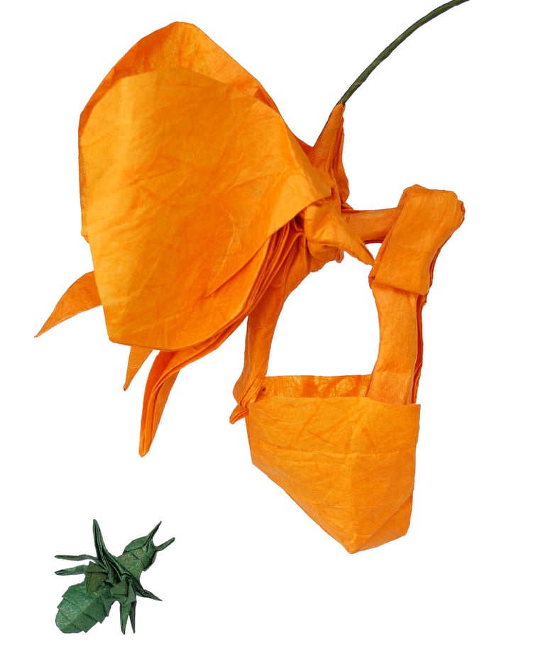 Bucket orchid_Cekouat León Origami