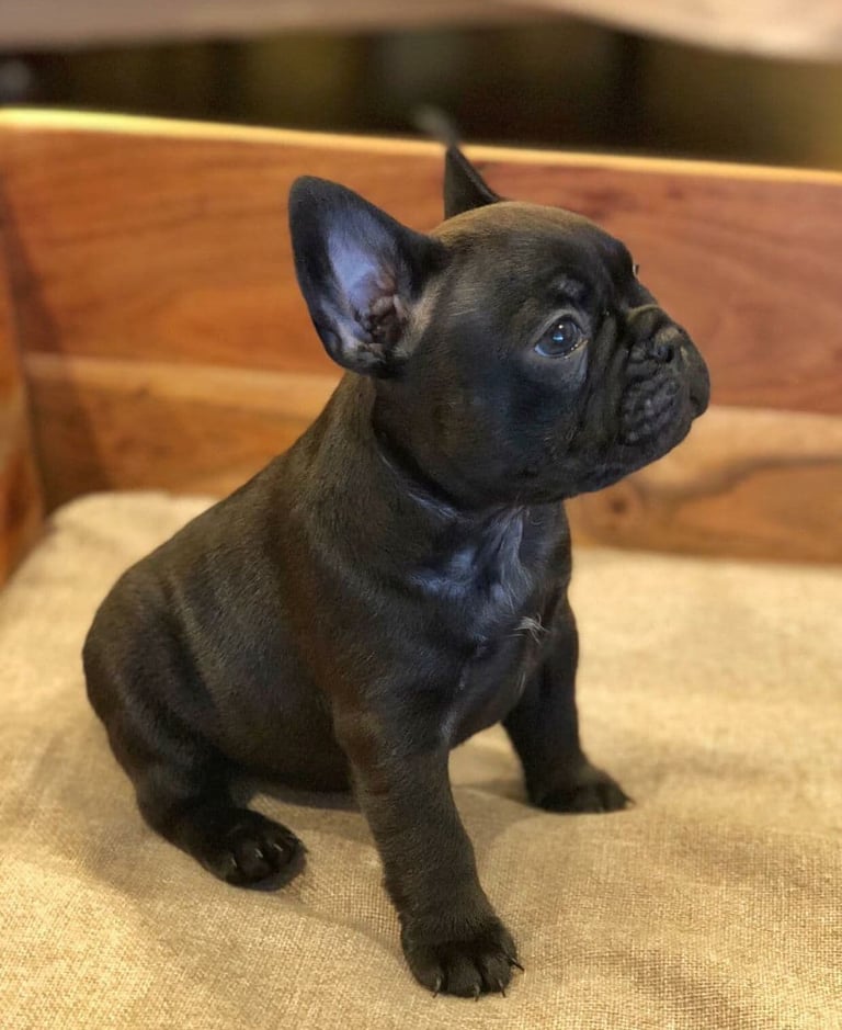 "französisch bulldoggen