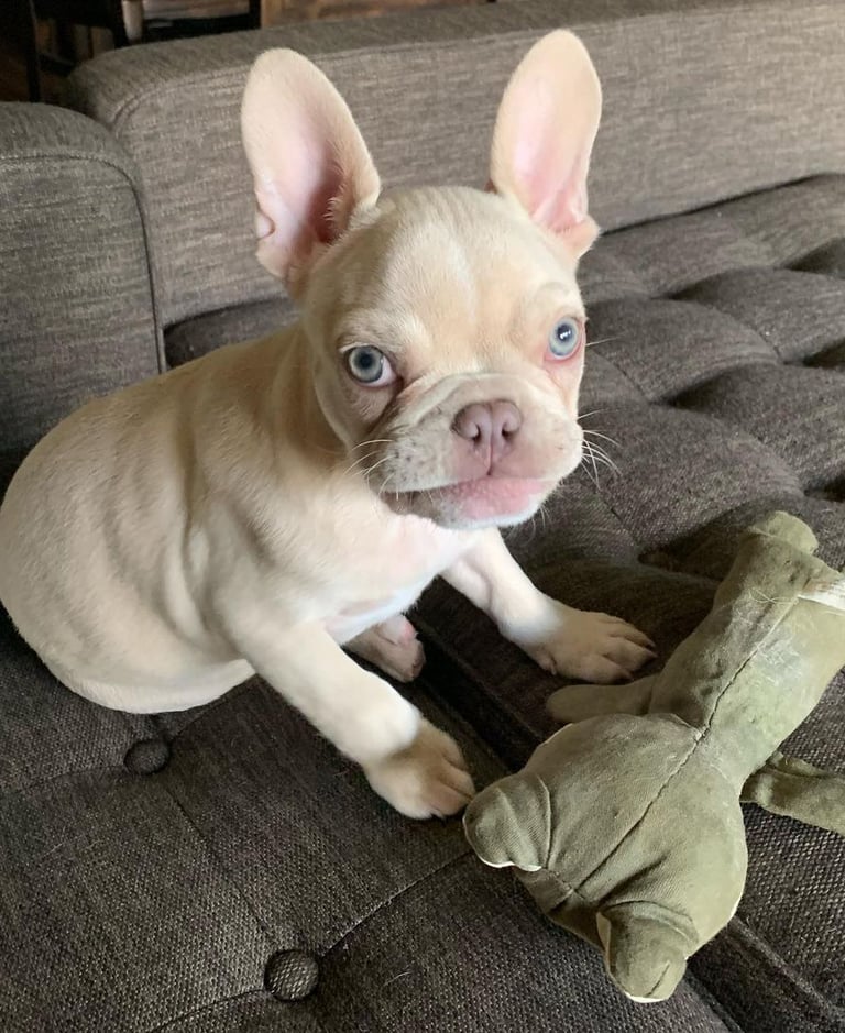 "französisch bulldoggen