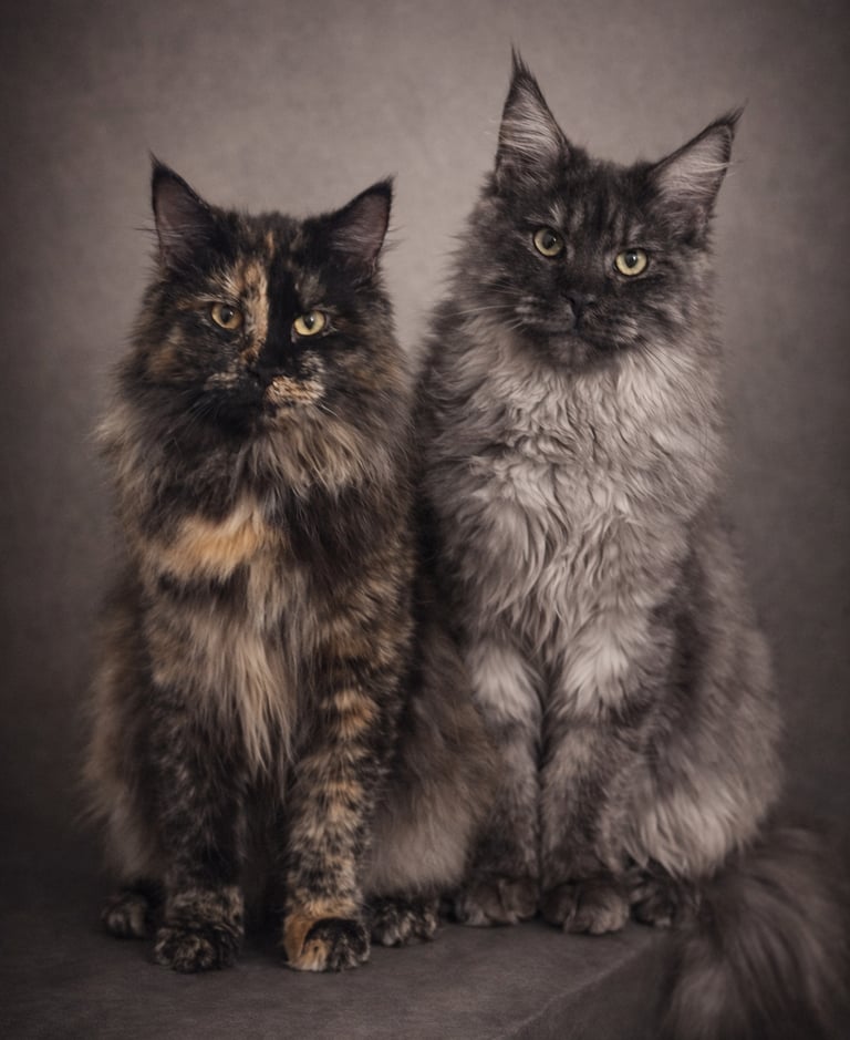 Siberien et Maine Coon de l'élevage des rives de riss