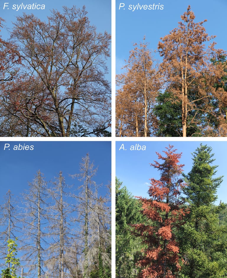 Photos d'arbres morts illustrant la dégradation de la santé des arbres en Europe