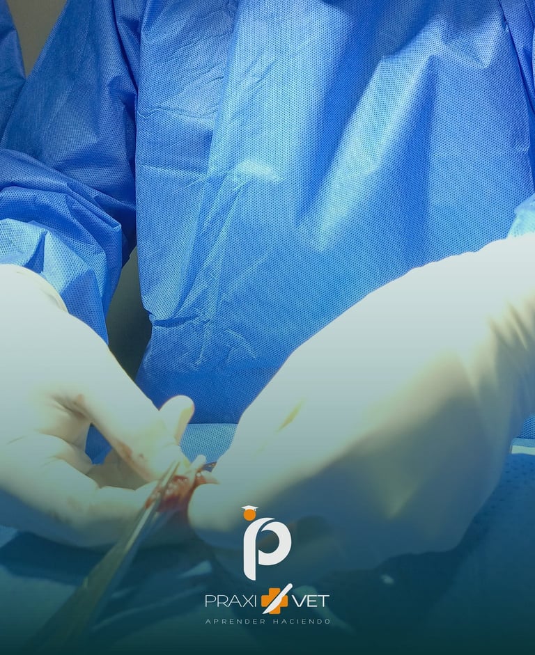 Práctica quirúrgica en paciente real durante taller de cirugía veterinaria.