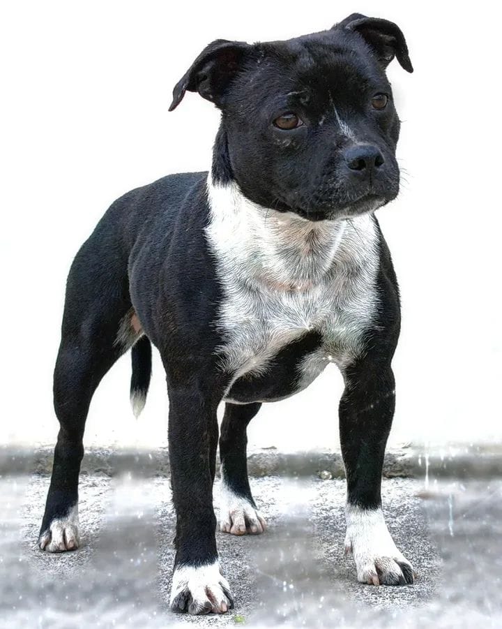 Staffordshire bull terrier pedigree enci fci grecalestaffs allevamento