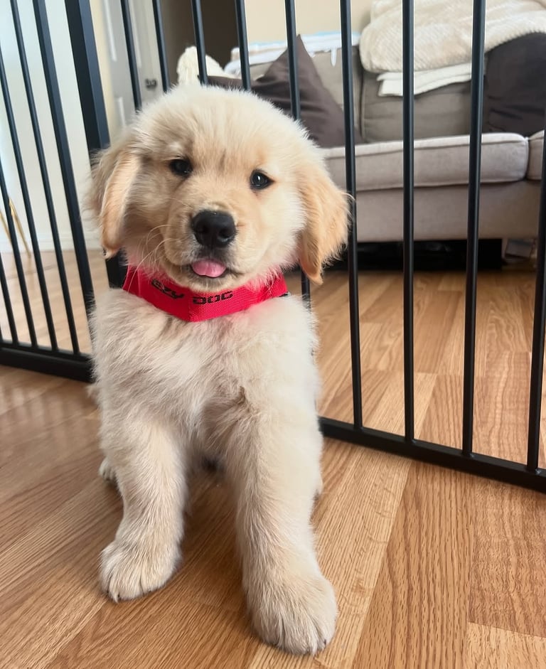 Golden Retriever Puppies for Sale