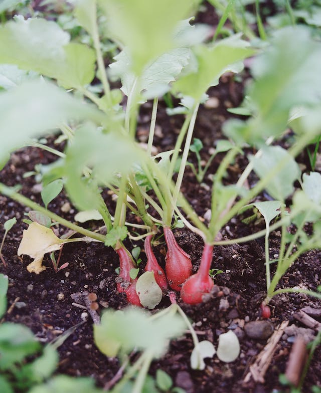 a few radishes that are ready to harvest
