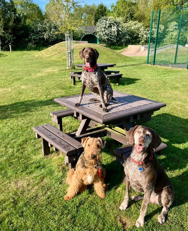 Three dogs off lead sat looking at owner