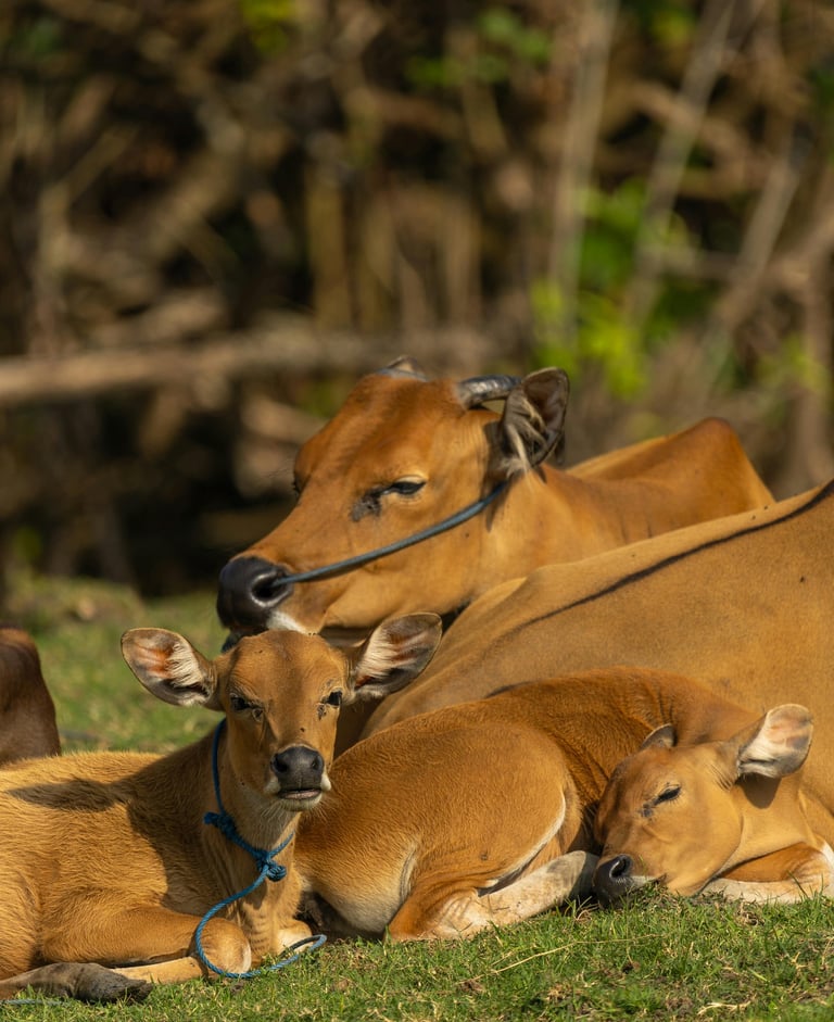 Photo by Sergei Starostin: https://www.pexels.com/photo/relaxing-brown-cows-resting-in-the-sun-33754