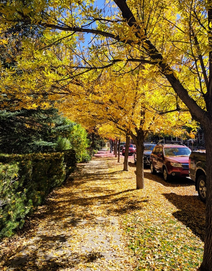 Photo of fallen autumn leaves in Aspen, Colorado