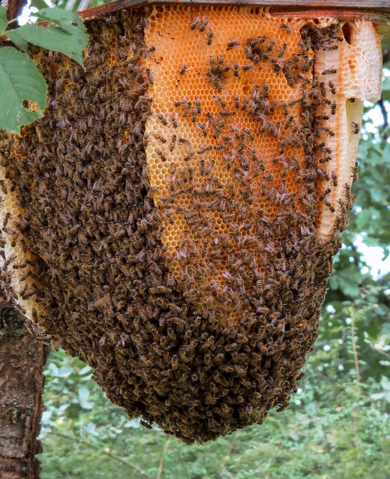 abeilles montélimar se débarasser des abeilles tarif