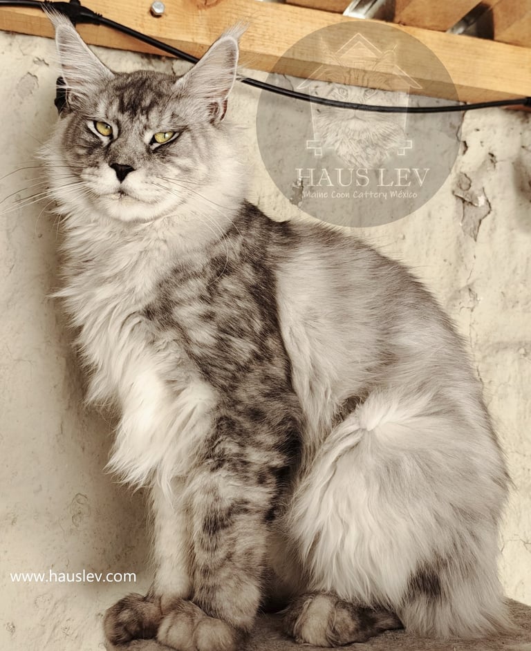 Gato Maine Coon Silver México, Maine Coon Plateado Mexico, Maine Coon en Mexico, Maine Coon Precio