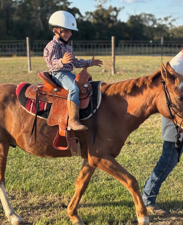 Brave little cowboy testing his riding skills on Snickers