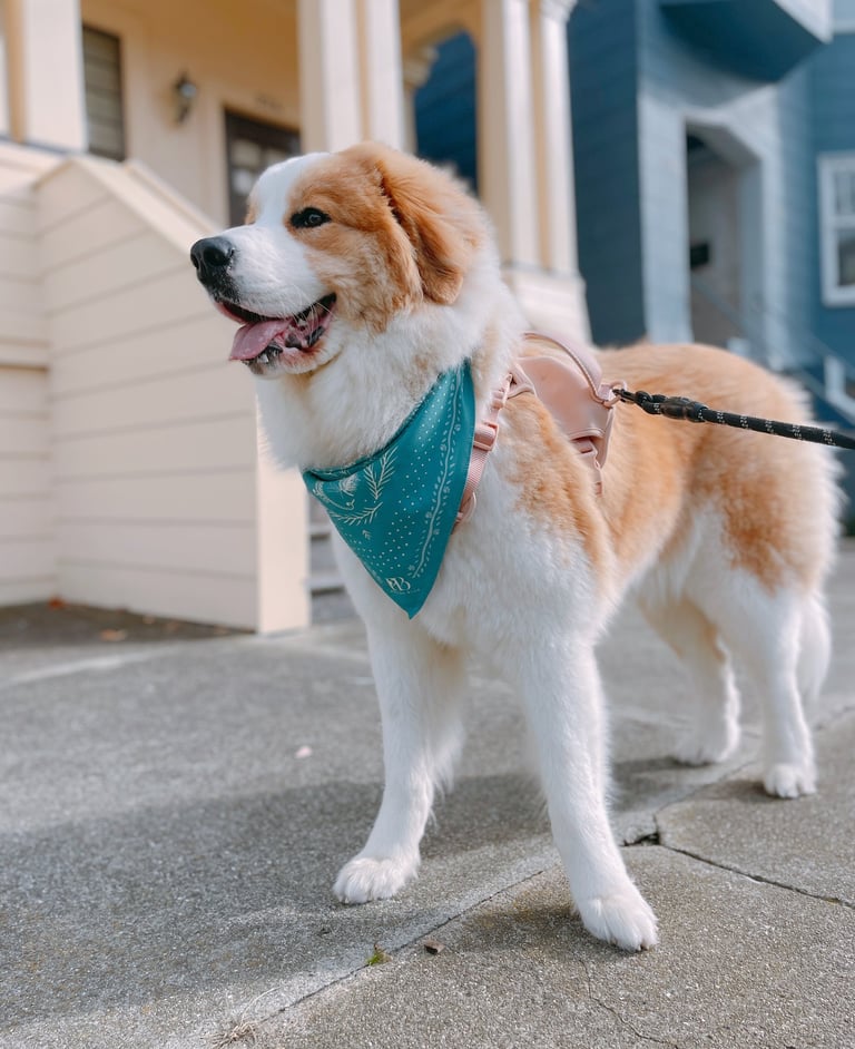 Dog wearing Whispered Tracks illustrated dog bandana by Peyton Blue