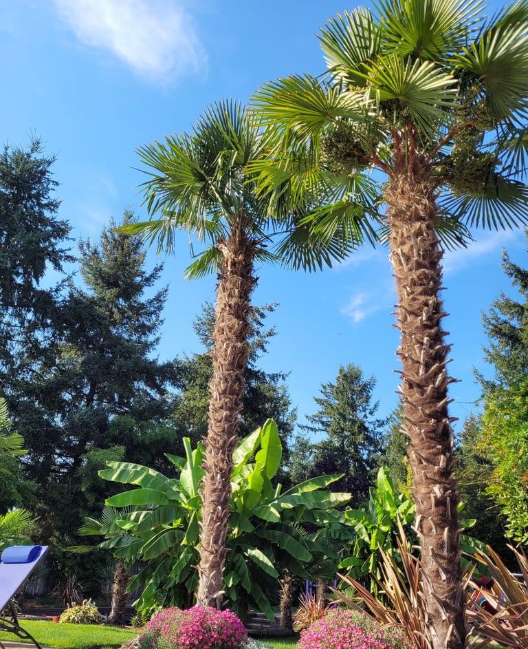 30' windmill palms with banana palms in the background