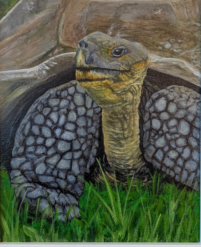 A realistic painting of a Galapagos tortoise wandering in the grasses.