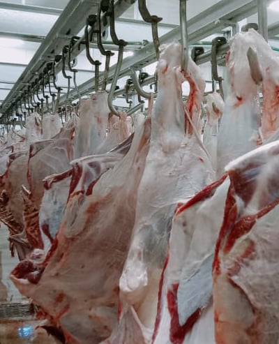 Top Halal Beef Exporters In Pakistan