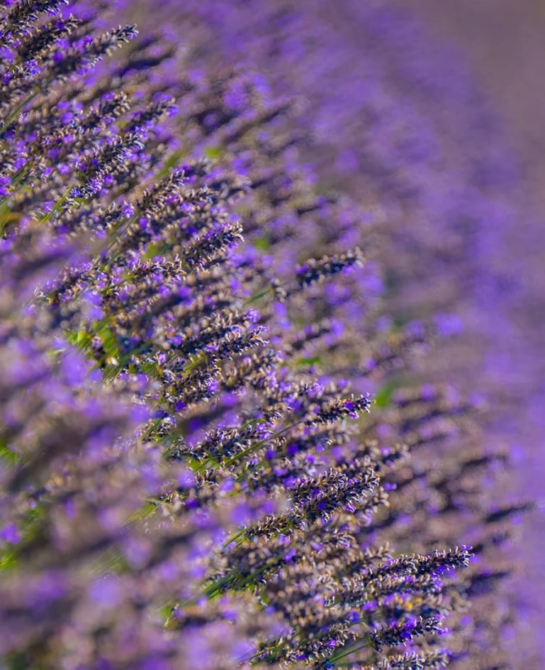 ThetaHealing mokymai Augalai - gėlių pieva