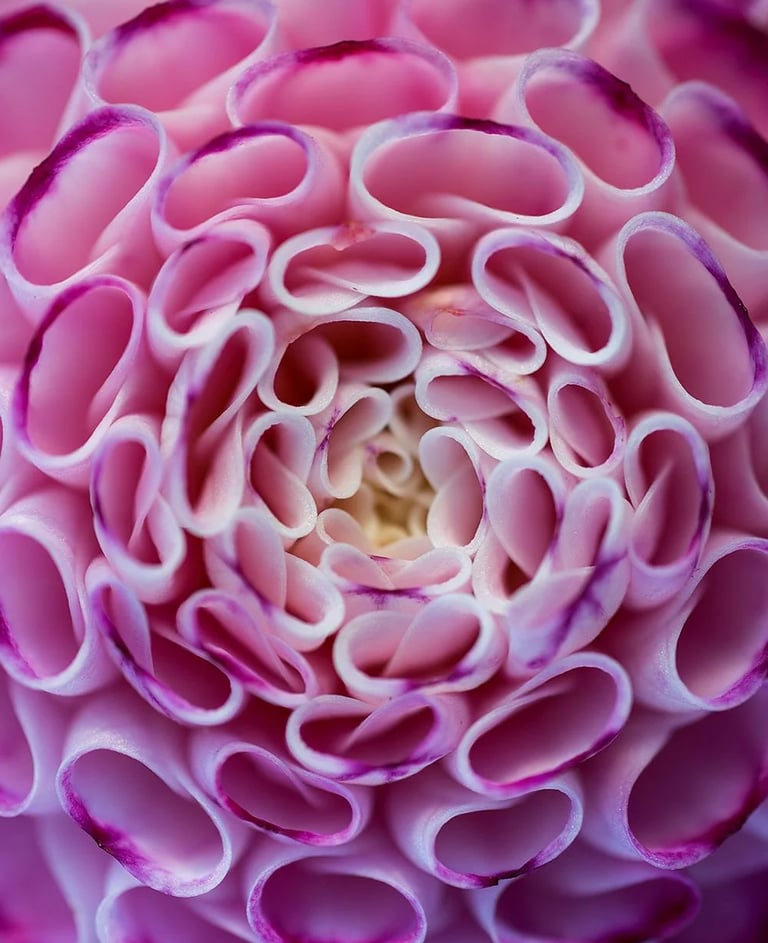 ThetaHealing mokymai DNR3 - gėlės žiedas