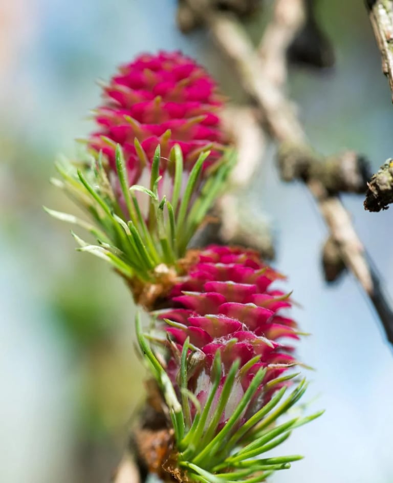 ThetaHealing mokymai Gimininga siela - rausvi kankorėžiai