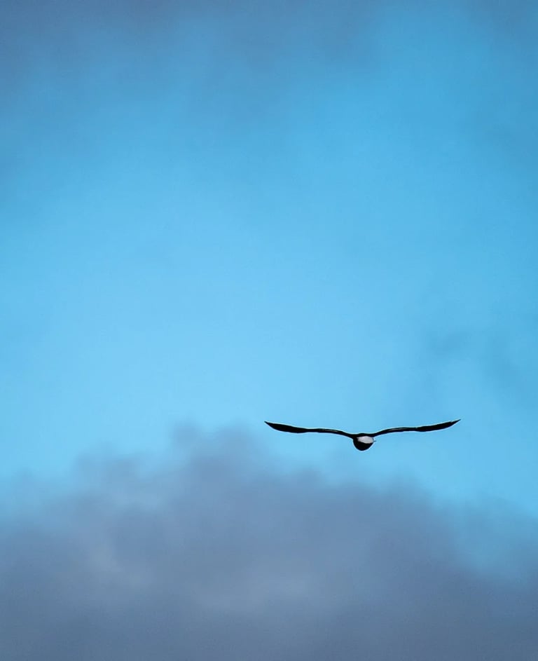 ThetaHealing mokymai Gyvūnai - paukštis danguje