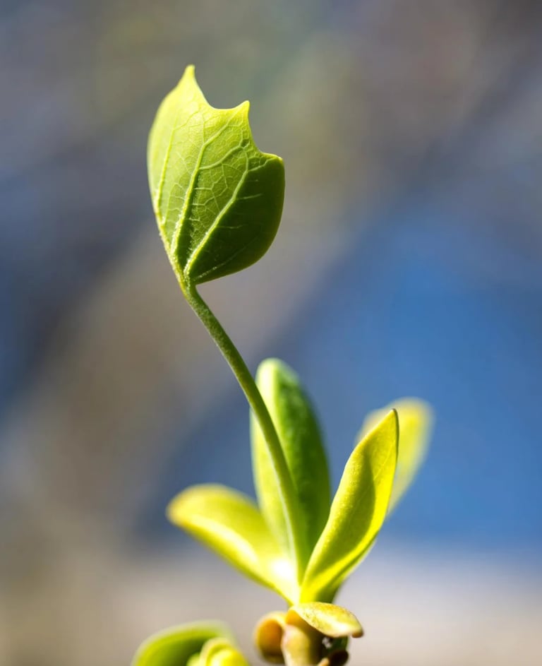 ThetaHealing mokymai Intuityvi anatomija - augalo daigas