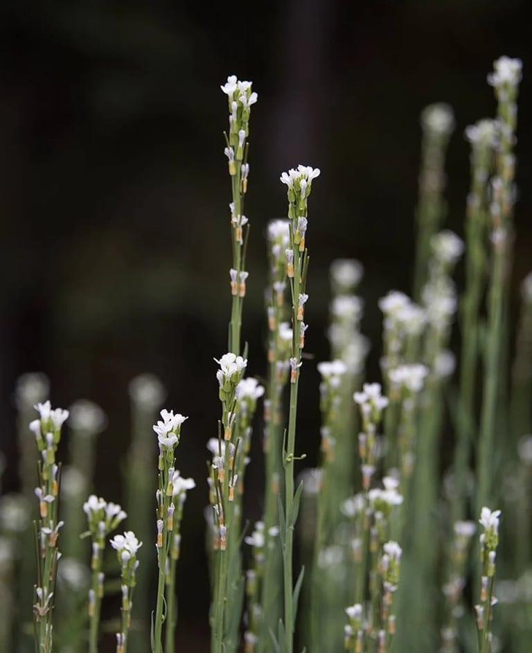 ThetaHealing mokymai Ligos ir sutrikimai - žydinčios gėlės