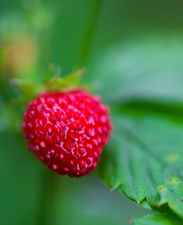 ThetaHealing mokymai Meilė sau - žemuogė