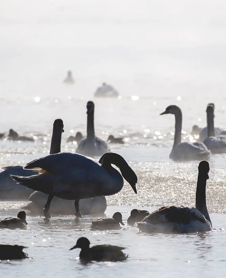 ThetaHealing mokymai Tu ir tavo vidinis ratas - paukščių pulkas vandenyje
