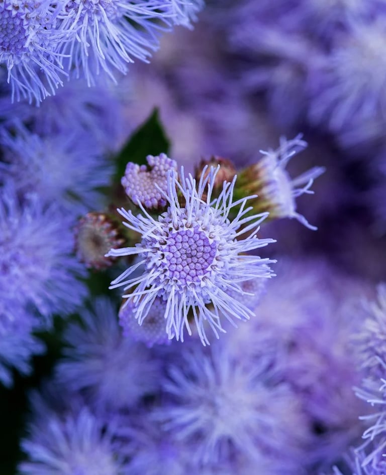 ThetaHealing mokymai Vaivorykštės vaikai - violetinių gėlių žiedai