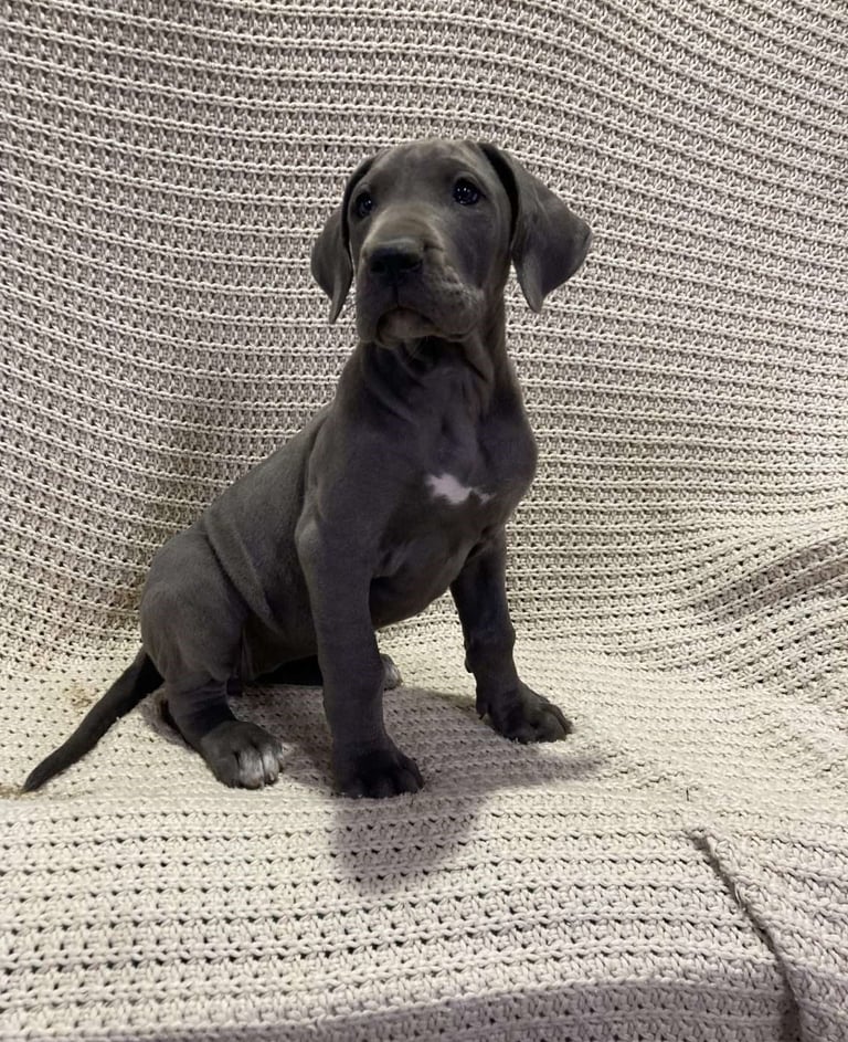 Great Dane Puppies for Sale