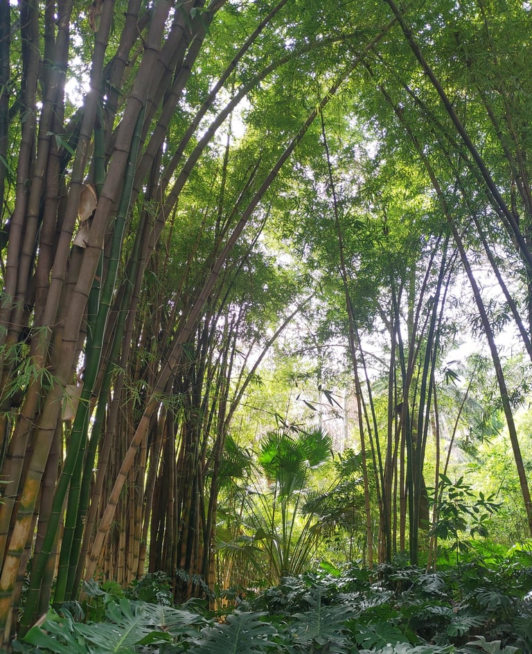 Jardín Botánico - Histórico La Concepción in Malaga