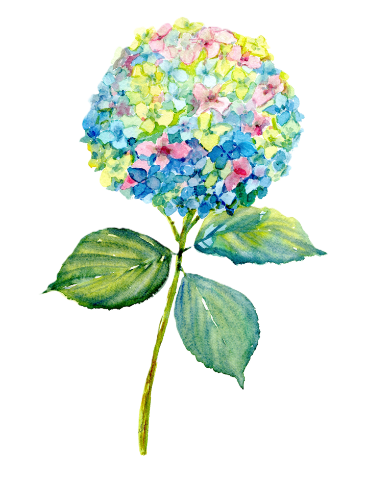 Whimsical hydrangea in watercolor-colorful expression