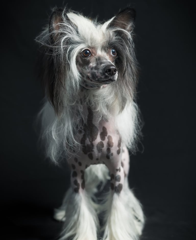 a dog with a long hair and a white dog with a long hair