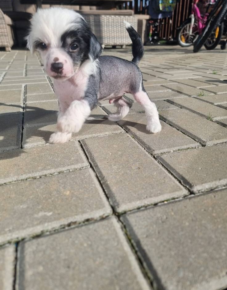 a small dog is standing on a brick wall