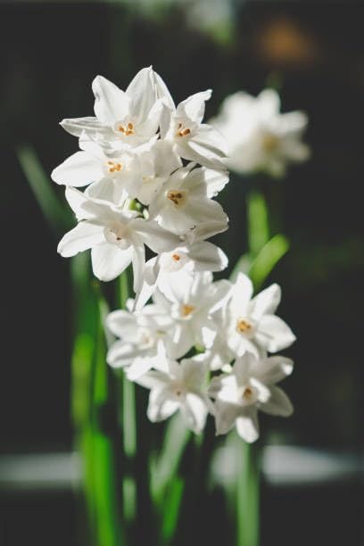 Paperwhite Flower Bulbs