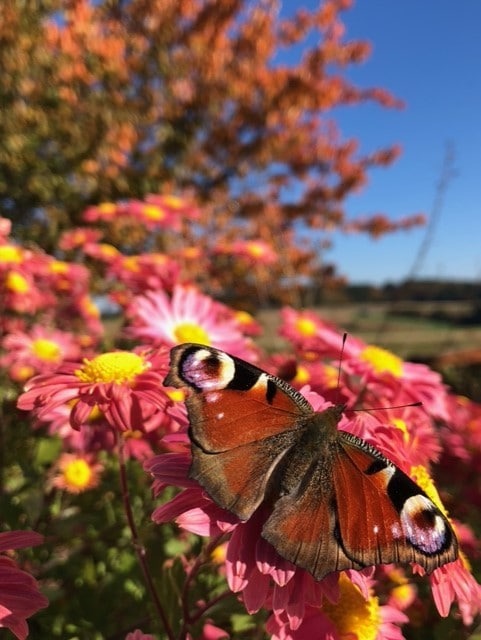Schmetterling auf Blumen im Sommer