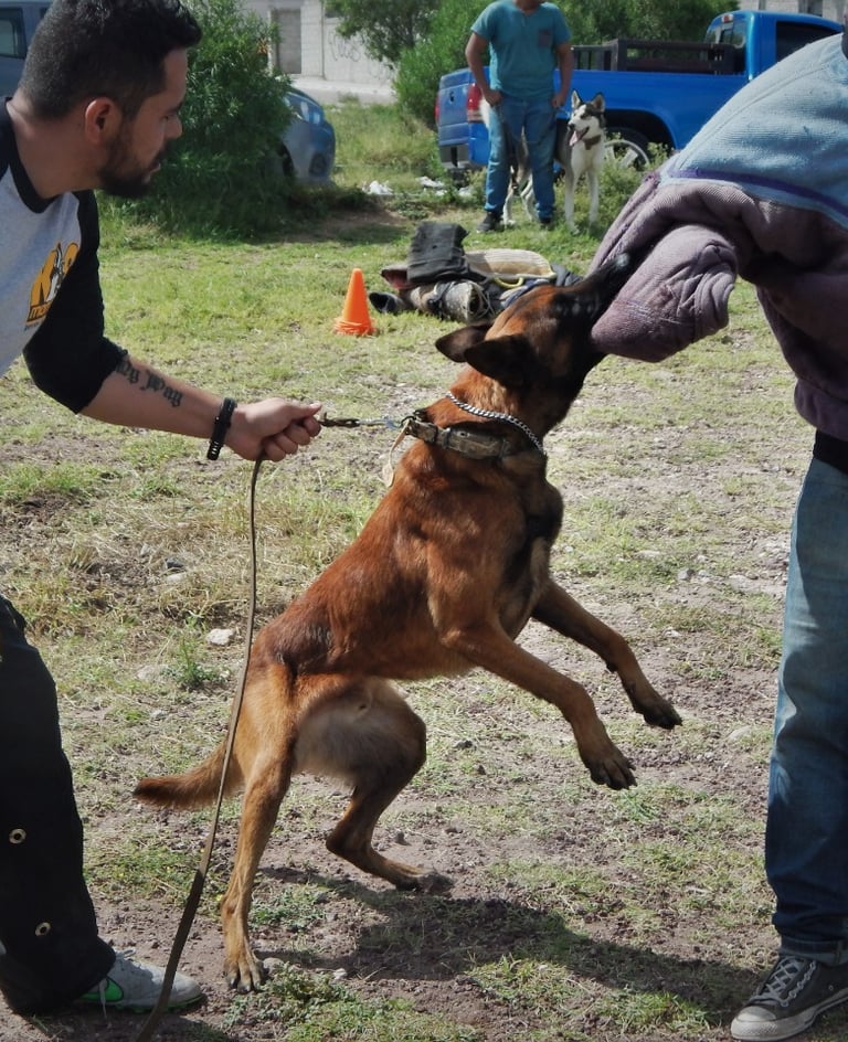 Perros de todas las edades