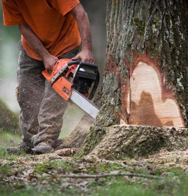 alt="Abattage d’arbres en toute sécurité en Haute-Savoie Annecy"
