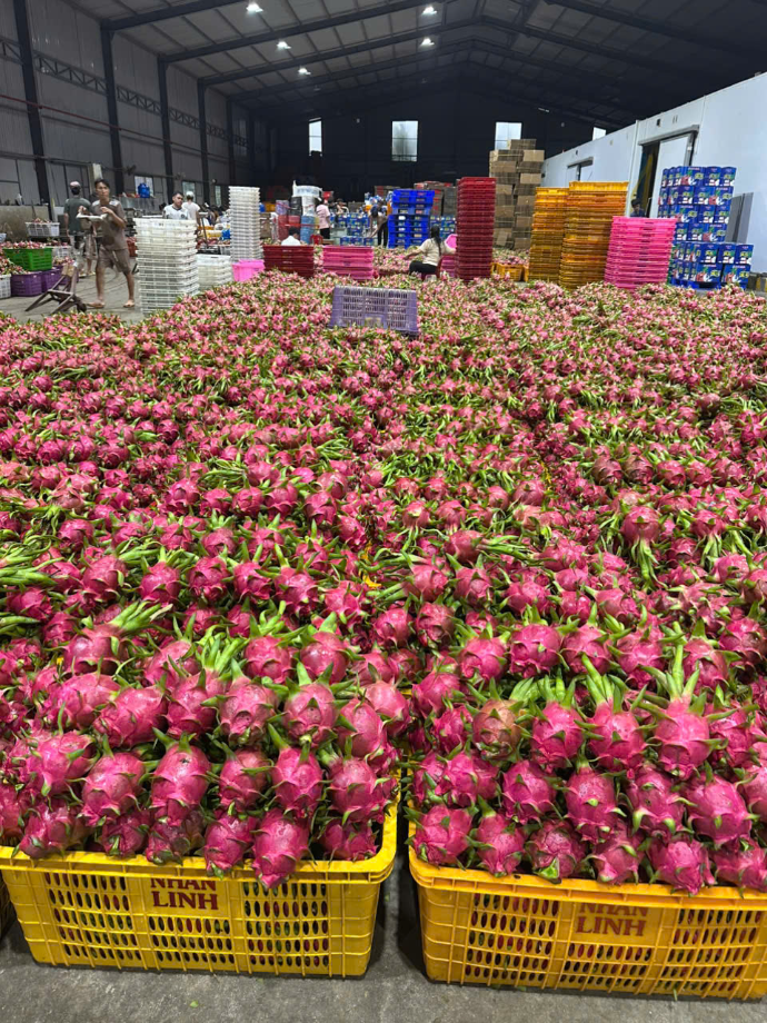 Sorting dragon fruit